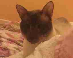 A Cat-lover looking for a single room